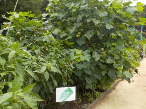 秋の野菜状況①