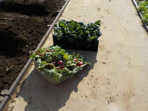 2016年秋　野菜の収穫③