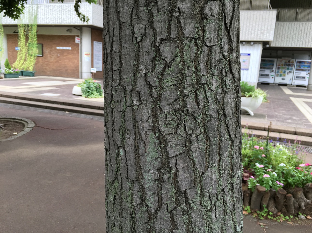 タイワンフウ樹皮