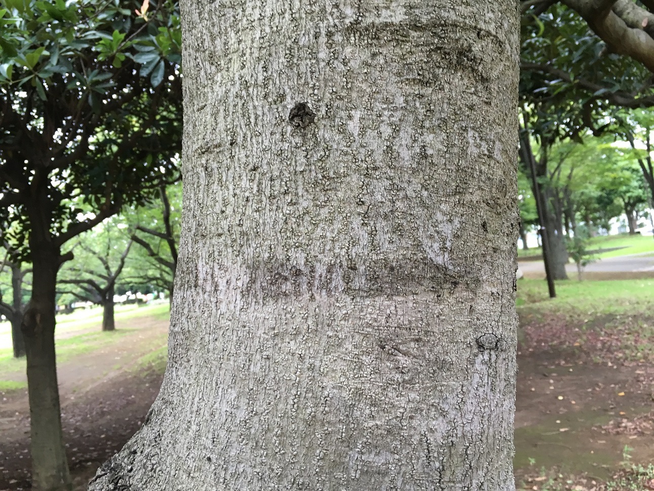 ヤマモモ樹皮