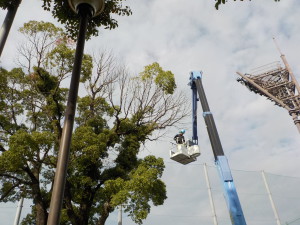 高木の剪定③