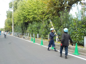 高木の剪定②