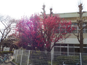 4月5日　桜の状況③