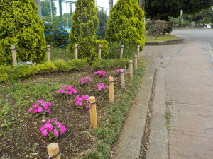 花壇の除草作業②