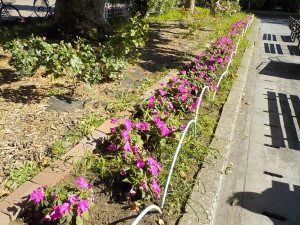 花壇の除草前