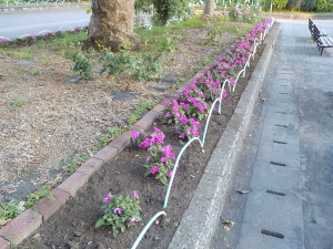 花壇の除草後