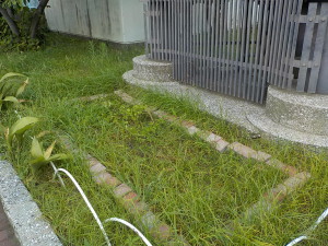 タマスダレ花壇の除草作業前